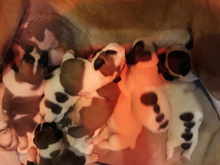 Piebald Boerboel Pupppies