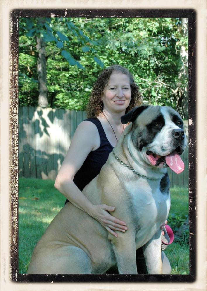 oak view male boerboel