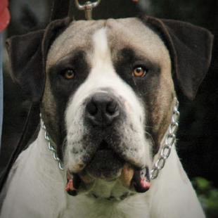 Piebald Boerboel male