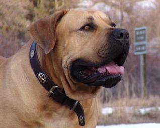 Oak View Ubuntu boerboel