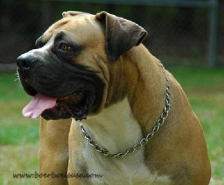 Male irish marked boerboel
