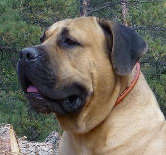 OAK VIEW BOERBOEL AJEYA