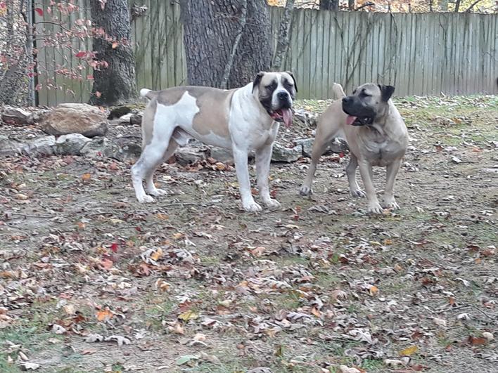Piebald Boerboel