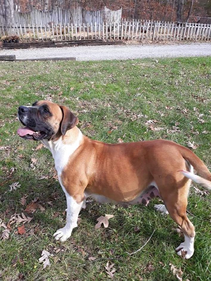 Piebald Boerboel Puppies mother